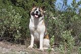 AKITA AMERICAIN 006